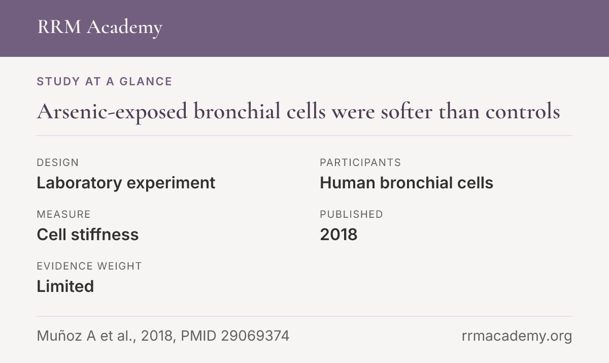 Study at a glance, laboratory experiment of human bronchial cells: Arsenic-exposed bronchial cells were softer than controls