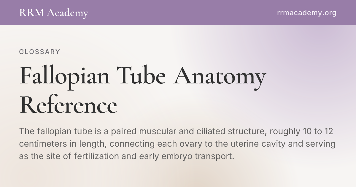 Fallopian Tube Anatomy Reference | RRM Glossary | RRM Academy